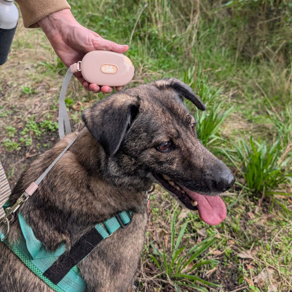 Paw Pocket Pod: Trela Retrátil de Bolso para Passeios Urbanos