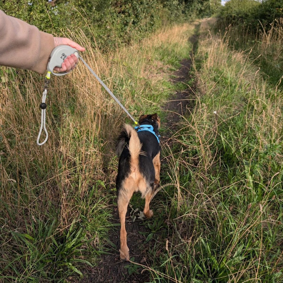 Trela Extensível Urbana Paw Strap 2m | Controlo até 35 kg