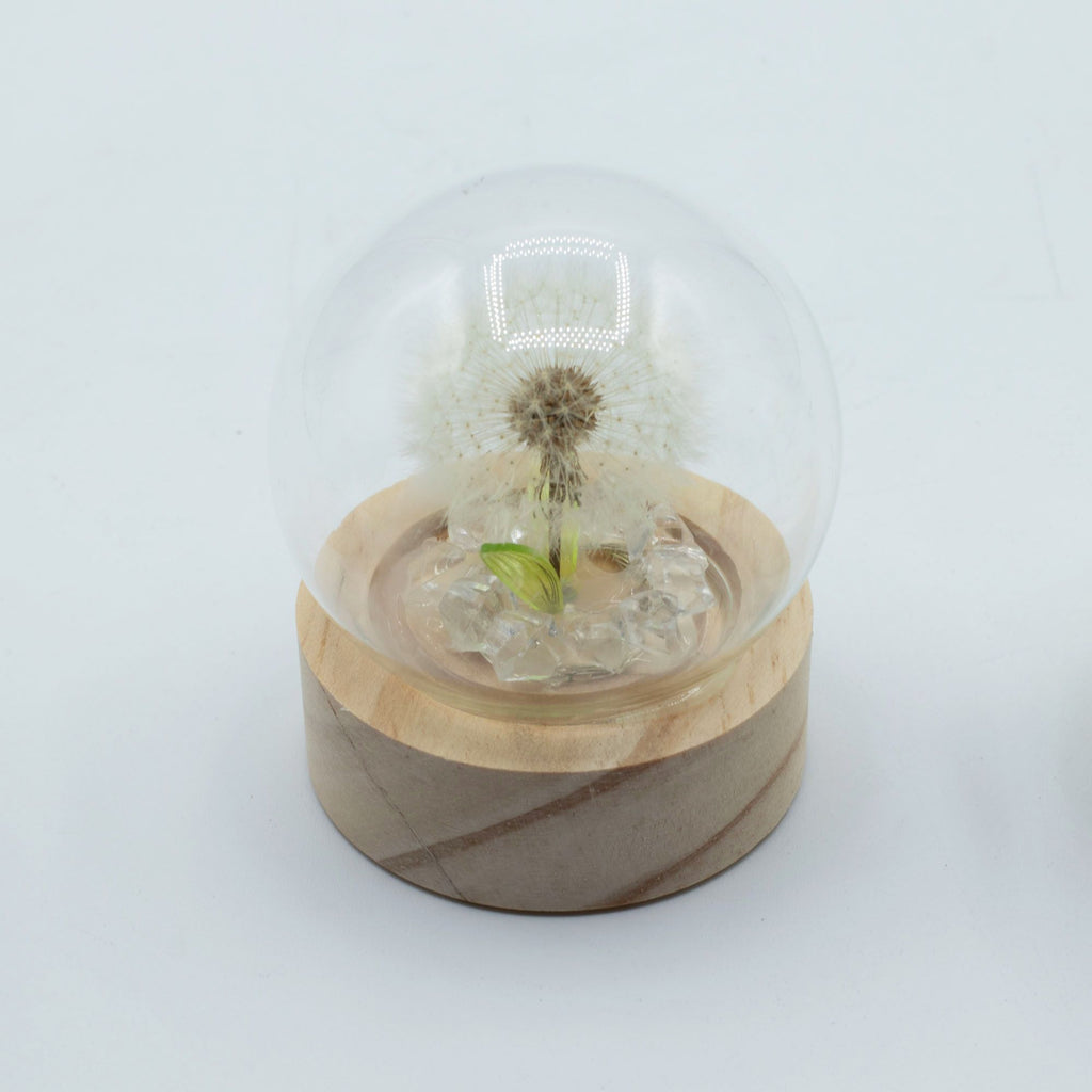 Cúpula LED Botânica: Luz Quente com Dente-de-Leão Natural